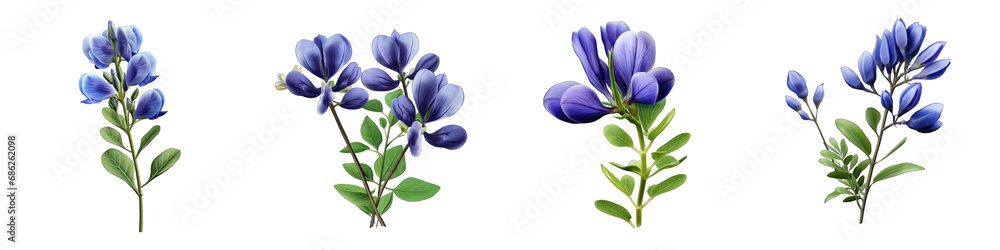 Blue False Indigo flower clipart collection, vector, icons isolated on transparent background