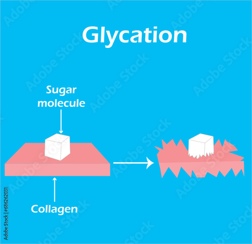 Glycation diagram. Effect of sugar molecule on collagen.  Vector illustration.