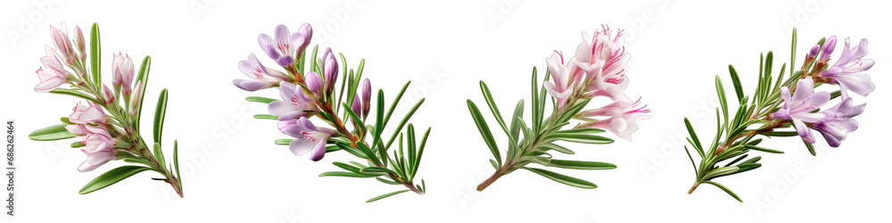 Bog Rosemary clipart collection, vector, icons isolated on transparent background