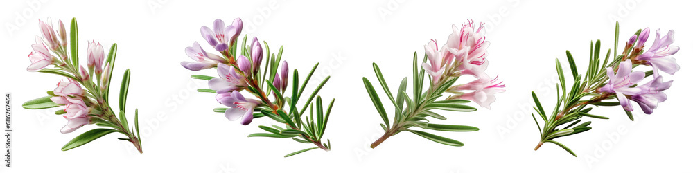 Fototapeta premium Bog Rosemary clipart collection, vector, icons isolated on transparent background