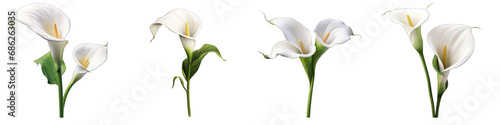 Calla Lily clipart collection, vector, icons isolated on transparent background