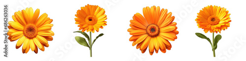Calendula clipart collection, vector, icons isolated on transparent background