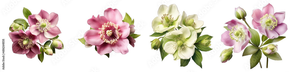Hellebore clipart collection, vector, icons isolated on transparent background Hellebore clipart collection, vector, icons isolated on transparent background