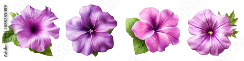 Petunia clipart collection, vector, icons isolated on transparent background