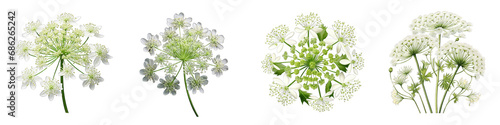Queen Anne's Lace flower clipart collection, vector, icons isolated on transparent background photo