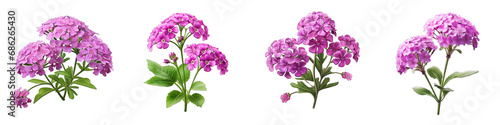 Verbena clipart collection  vector  icons isolated on transparent background