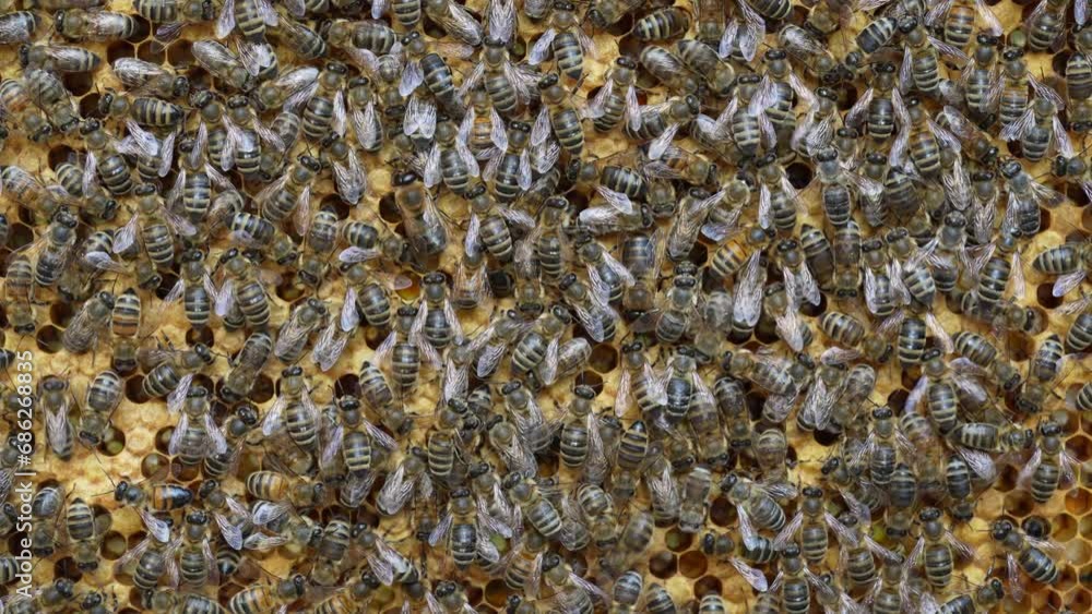 Colony bees on honeycomb in apiary. Beekeeping in countryside. Many working bees on honeycomb, closeup, macro. Detailed shot within a hive in honeycomb, wax cells with honey and pollen. Honey in combs Colony bees on honeycomb in apiary. Beekeeping in countryside. Many working bees on honeycomb, closeup, macro. Detailed shot within a hive in honeycomb, wax cells with honey and pollen. Honey in combs