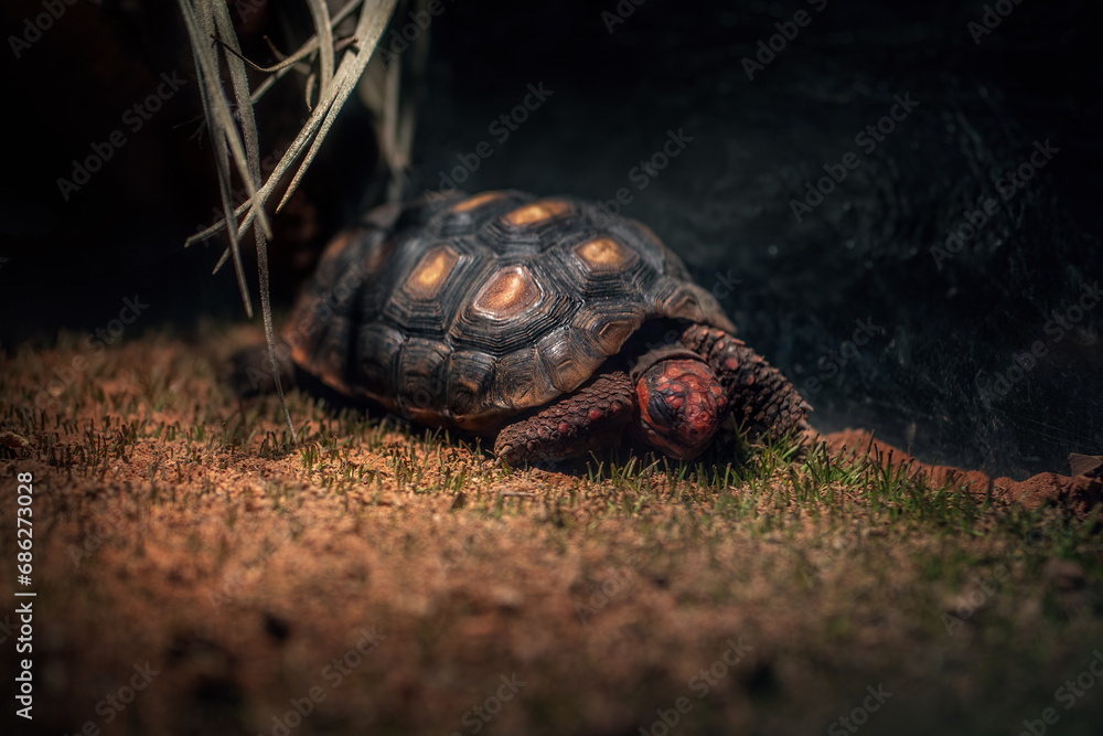 Red-footed Tortoise hatchling (Chelonoidis carbonaria) Red-footed Tortoise hatchling (Chelonoidis carbonaria)