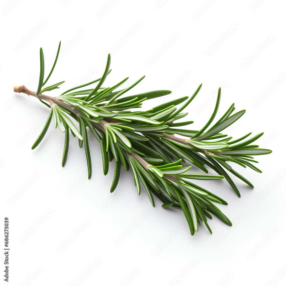 twig of rosemary twig of rosemary