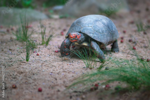 Red-footed Tortoise (Chelonoidis carbonaria) photo