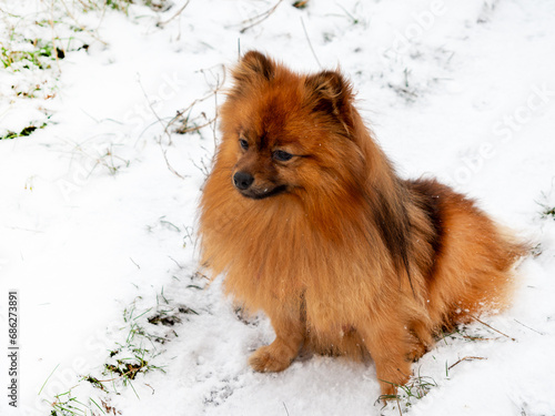 Spitz during a walk in the white snow. Portrait of a red dog. © Jakob