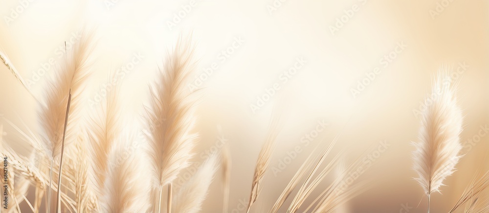 Close up of pampas grass texture on neutral beige background with sunlight Scandinavian boho minimalistic home design poster Close up of pampas grass texture on neutral beige background with sunlight Scandinavian boho minimalistic home design poster