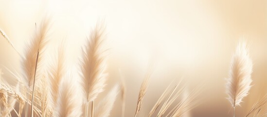 Close up of pampas grass texture on neutral beige background with sunlight Scandinavian boho minimalistic home design poster