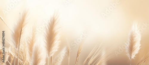 Close up of pampas grass texture on neutral beige background with sunlight Scandinavian boho minimalistic home design poster photo