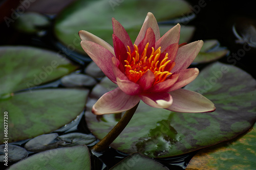 Photos Nénuphar Sioux