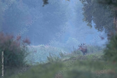 Fototapeta Naklejka Na Ścianę i Meble -  jeleń
