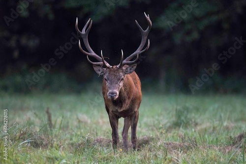 Fototapeta Naklejka Na Ścianę i Meble -  jeleń