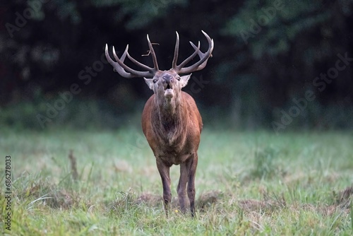 Fototapeta Naklejka Na Ścianę i Meble -  jeleń