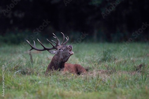 Fototapeta Naklejka Na Ścianę i Meble -  jeleń