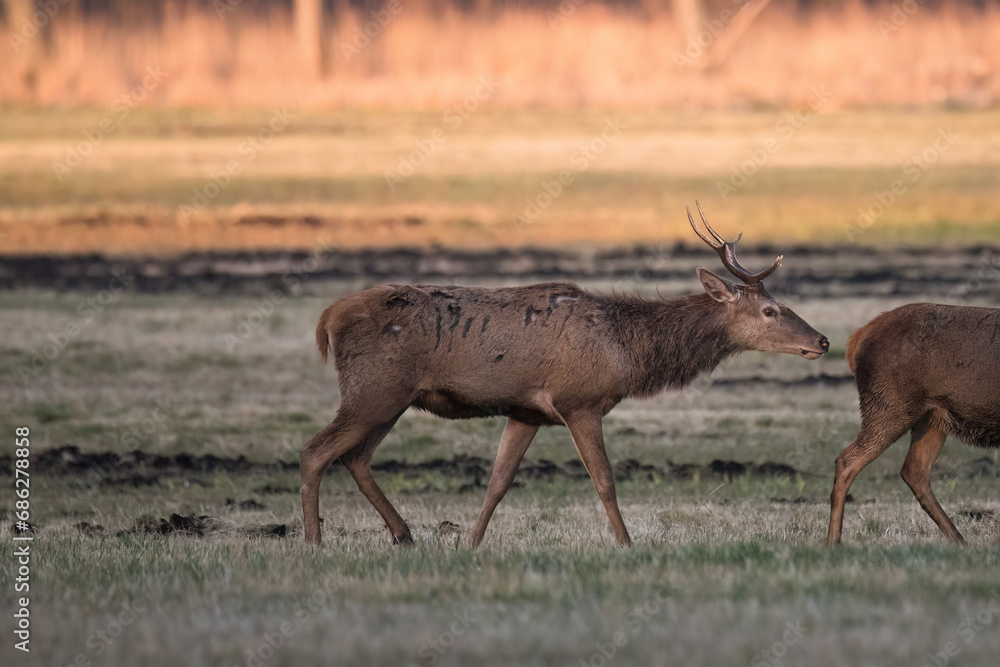Naklejka premium jeleń
