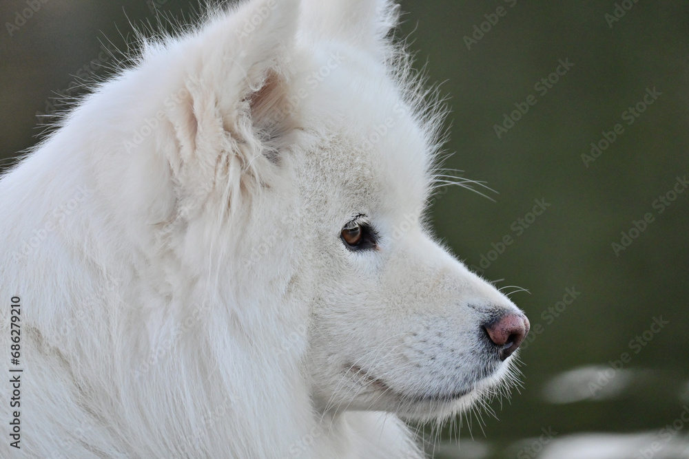 samoyedo dog samoyedo dog