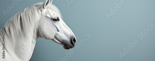 head of a white horse on a neutral light gray background  banner with copy space