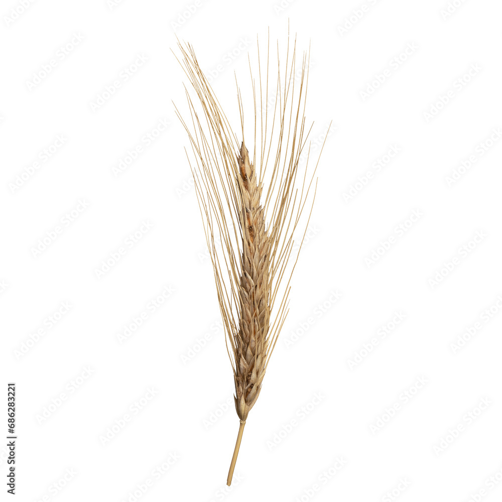 dried flowers, spikelets on transparent isolated background.