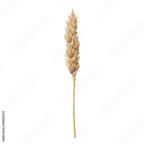 dried flowers, spikelets on transparent isolated background.