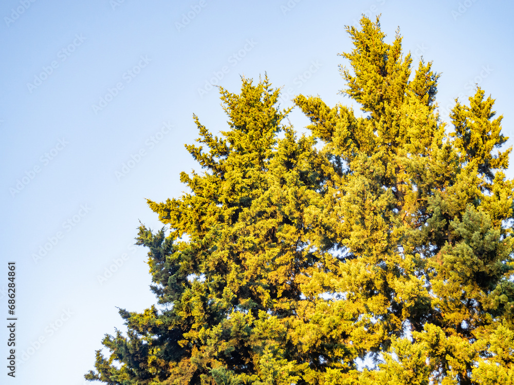 Tops of coniferous trees in the sun. Crowns of trees with needles. On the Sunset. Tops of coniferous trees in the sun. Crowns of trees with needles. On the Sunset.