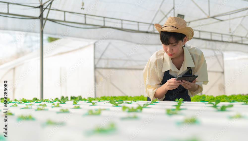 Asian farmer woman working at salad farm,Female asia Growing vegetables for a wholesale business in the fresh market Asian farmer woman working at salad farm,Female asia Growing vegetables for a wholesale business in the fresh market
