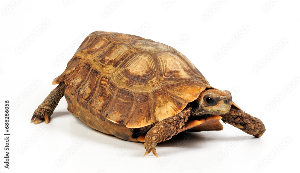 Naklejka premium Stutz-Gelenkschildkröte - Männchen // Home's hinge-back tortoise - male (Kinixys homeana) (Kinixys homeana)