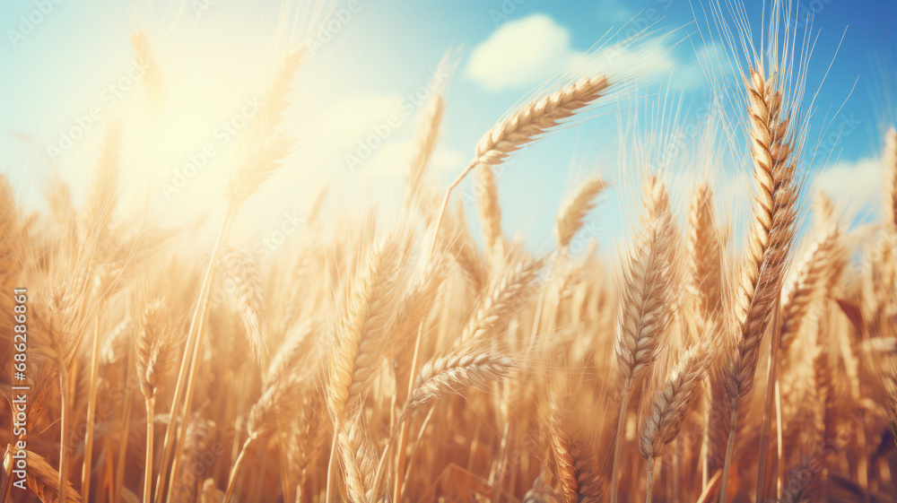 Vibrant Golden Wheat Under Sunlight Vibrant Golden Wheat Under Sunlight