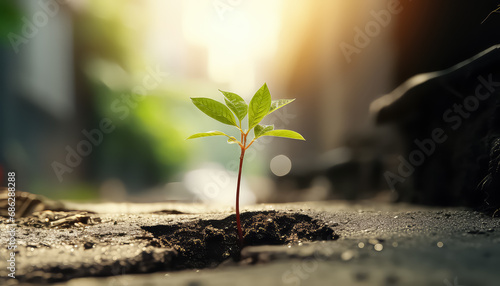 A seedling grows through the asphalt , safe nature earth day concept