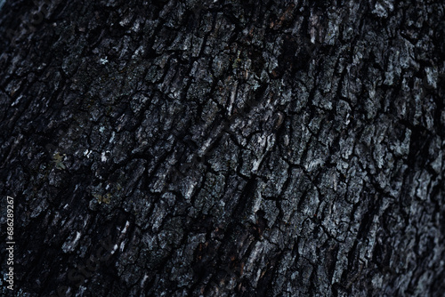 Textura de corteza de un árbol. photo