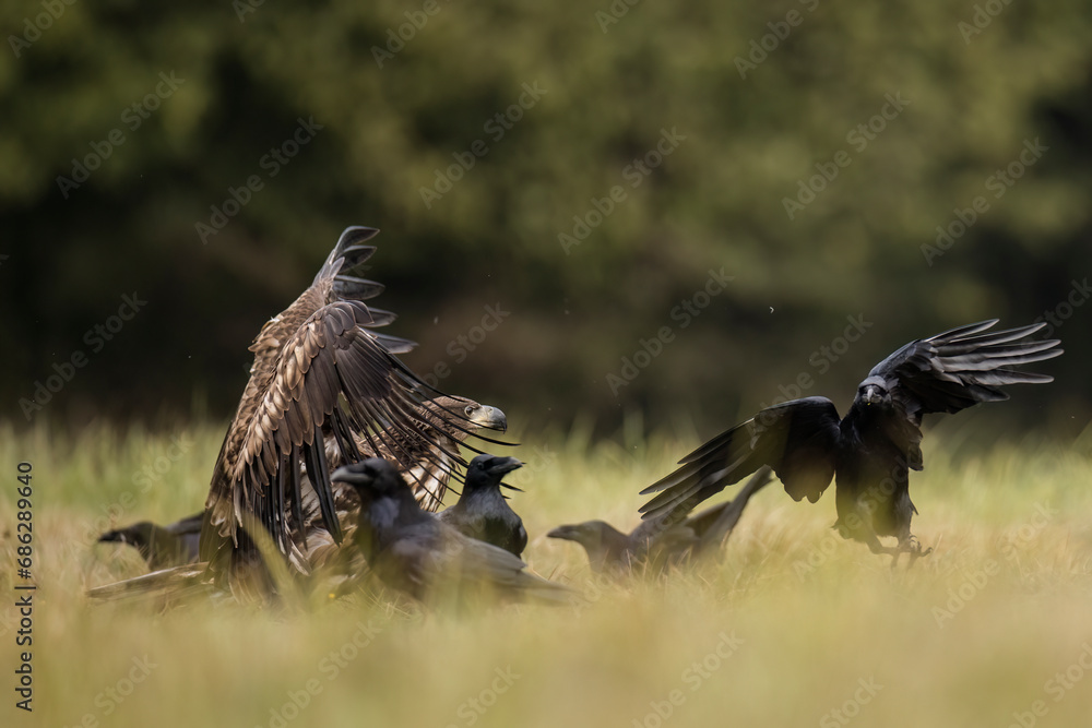 Obraz premium Kruki i bielik