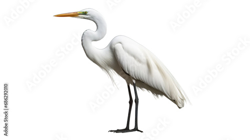 great blue heron transparent background PNG isolated photo