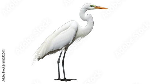 great white heron transparent background PNG isolated