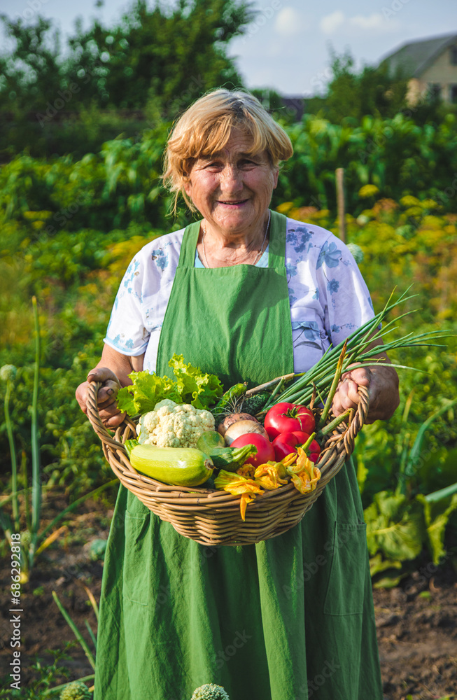 An old woman harvests vegetables in the garden. Selective focus. An old woman harvests vegetables in the garden. Selective focus.