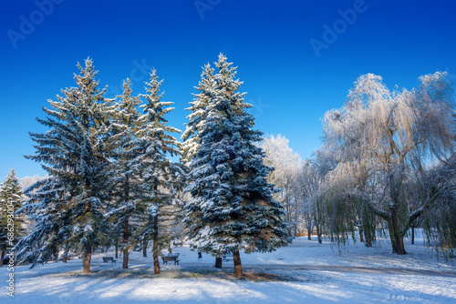 Zimowy krajobraz w parku w Olsztynie. 