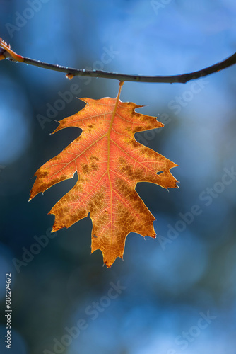 Autumn Oak Leaf Back Lit