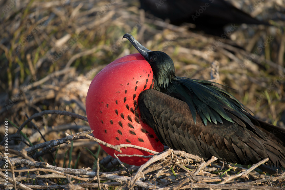 Naklejka premium Red bird