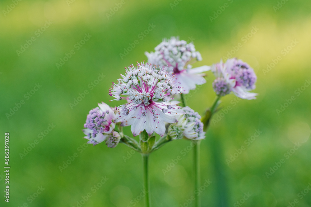 Delicate pink astrantia flowers in summer in the garden Delicate pink astrantia flowers in summer in the garden