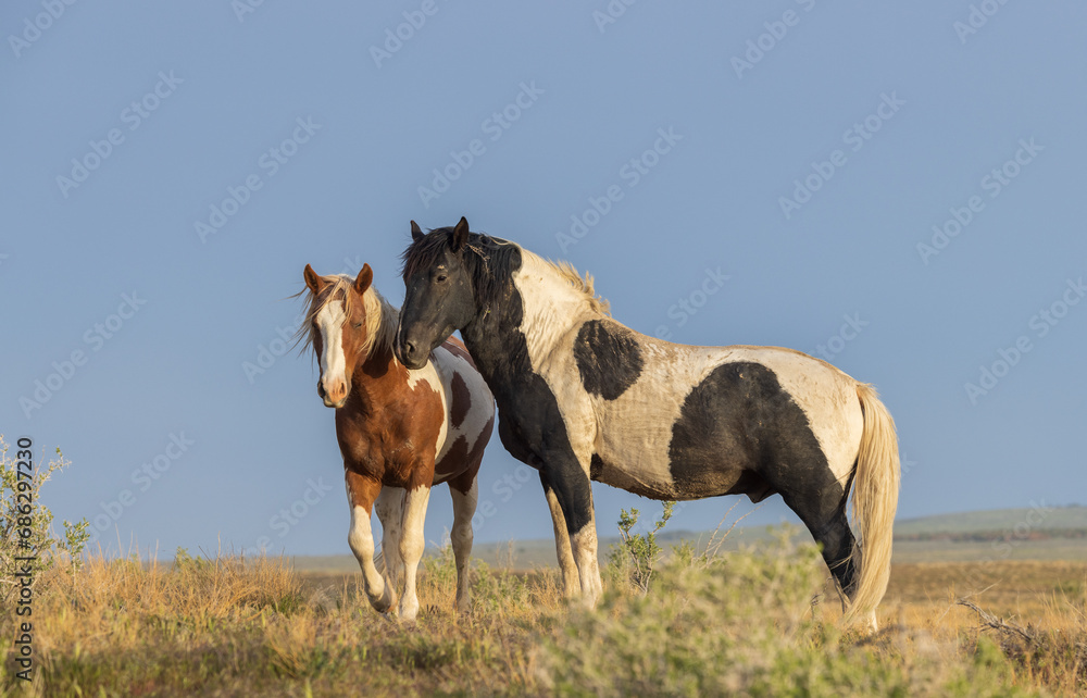 Pair of Wild Horses in Springtime in the Utah Desert Pair of Wild Horses in Springtime in the Utah Desert