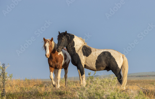 Pair of Wild Horses in Springtime in the Utah Desert