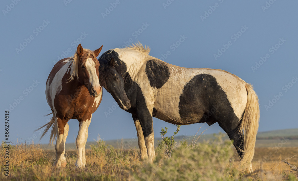 Obraz premium Pair of Wild Horses in Springtime in the Utah Desert