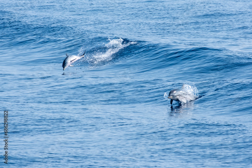 Delfine im freien Meer, eindrückliche Sprünge und Tauchgänge