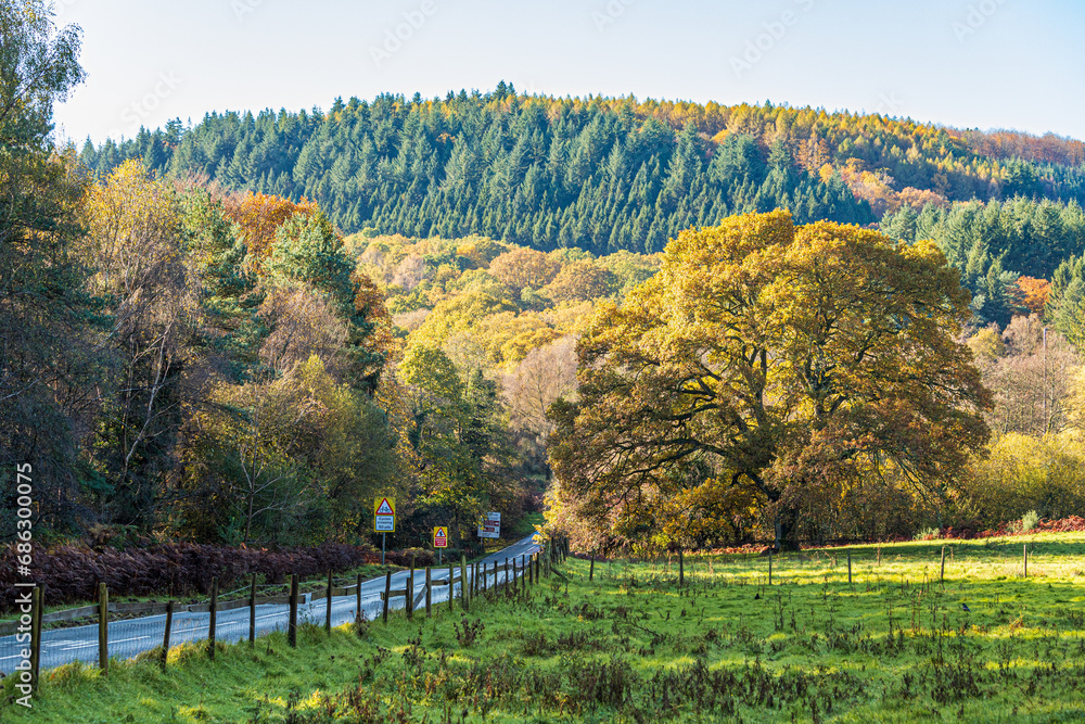 Fototapeta premium Autumn colours in the Royal Forest of Dean - Nature in autumn - The road to Cannop near Speech House, Gloucestershire, England UK