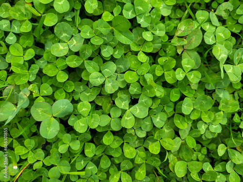 The background is made of green clover. A natural floral texture containing a pattern of green leaves on a flower bed. The concept of good luck, St. Patrick's Day photo