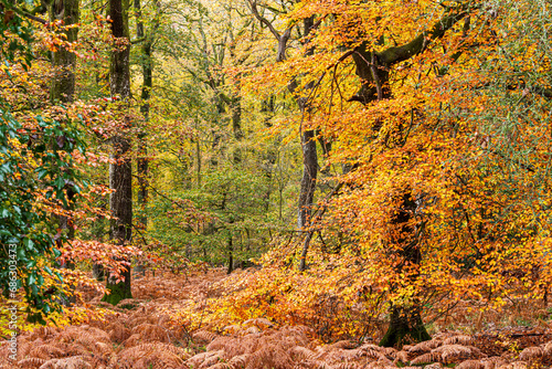 Autumn colours in the Royal Forest of Dean - Nature in autumn - Mixed beech & oak woodland near Parkend, Gloucestershire, England UK