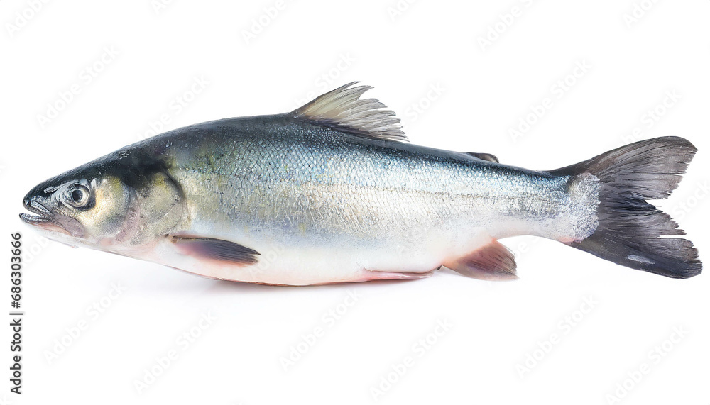 Char fish isolated on white background, cutout Char fish isolated on white background, cutout